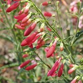 Bridge's Penstemon